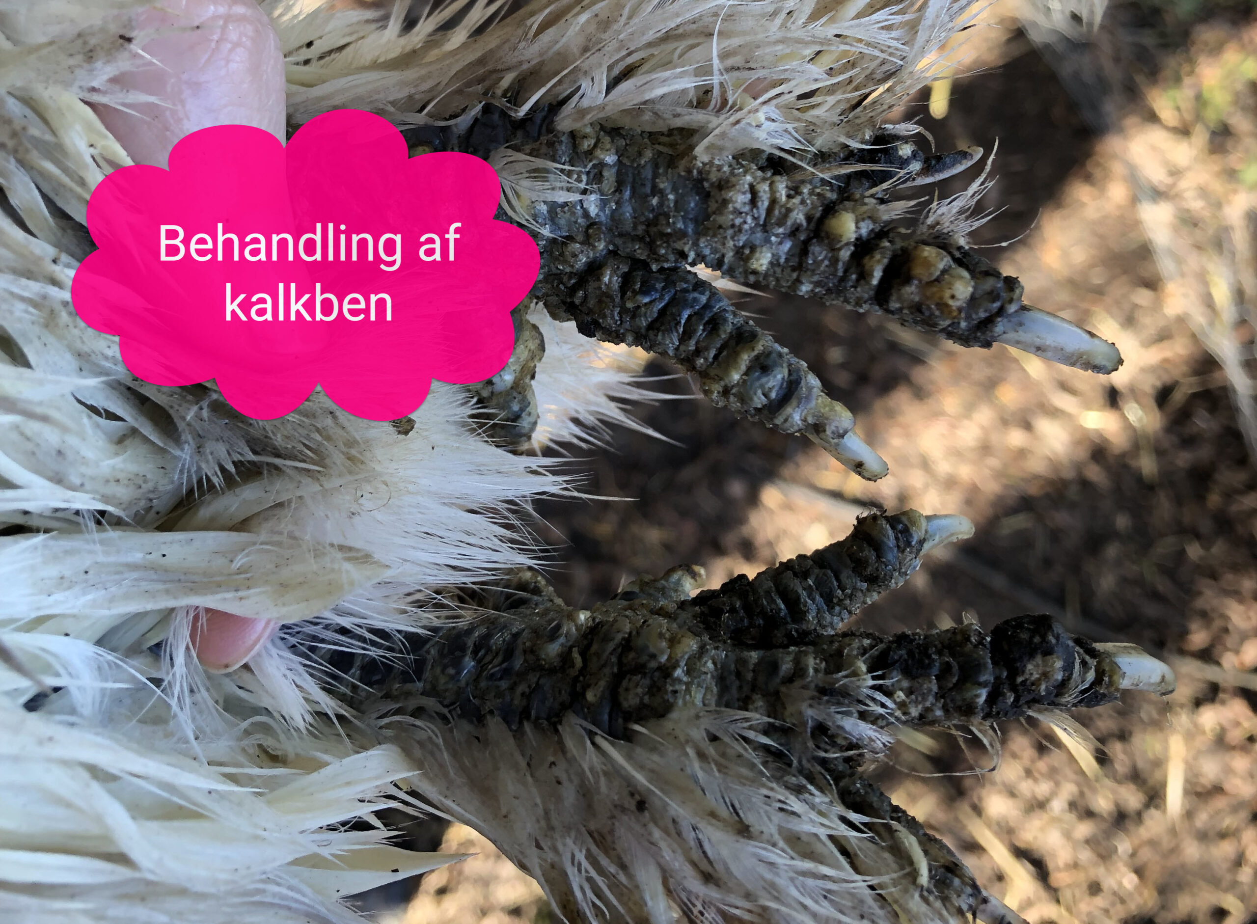 silkehaven. behandling af kalkben. kalkbensmider