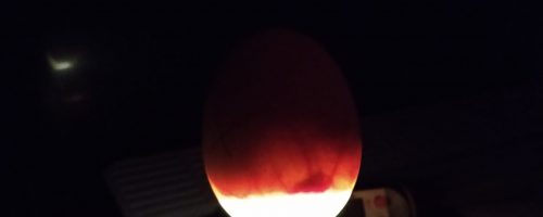 Lysning af æg (18. dagen)