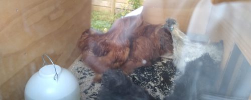 Housewarming hus 2 – kyllingerne fra Jylland flytter ind