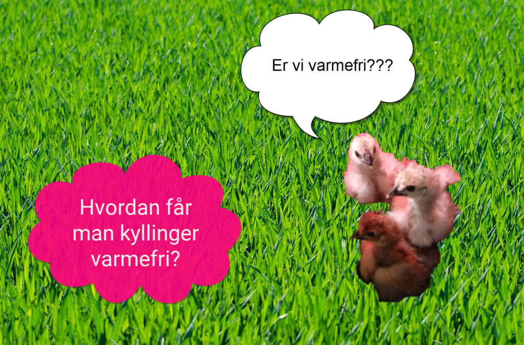 Hvordan får man kyllinger varmefri?