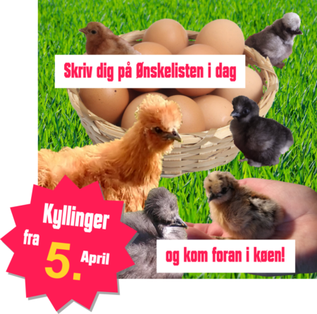 køb kyllinger i Silkehaven