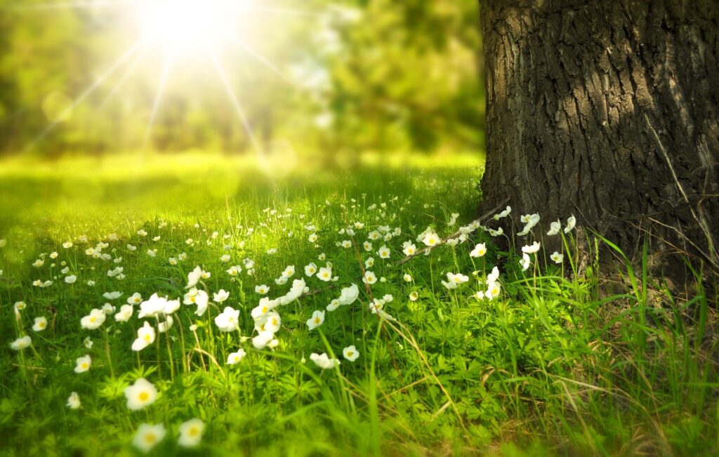 sommer