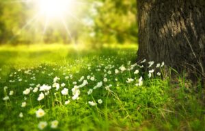 Read more about the article 🌻 Sommer udsalg 🌻 Spar op til 40% i Juli