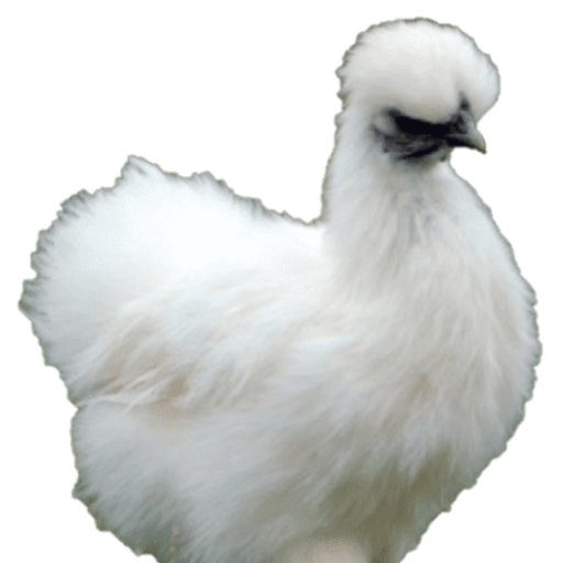 hvid silkehøne - Silkehaven logo - vejledninger til hønseejere