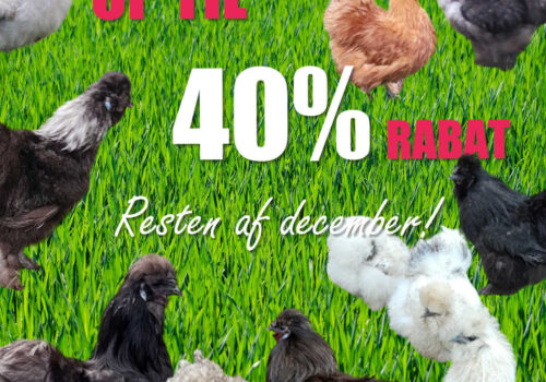 Op til 40% rabat på silkehøns i resten af december!