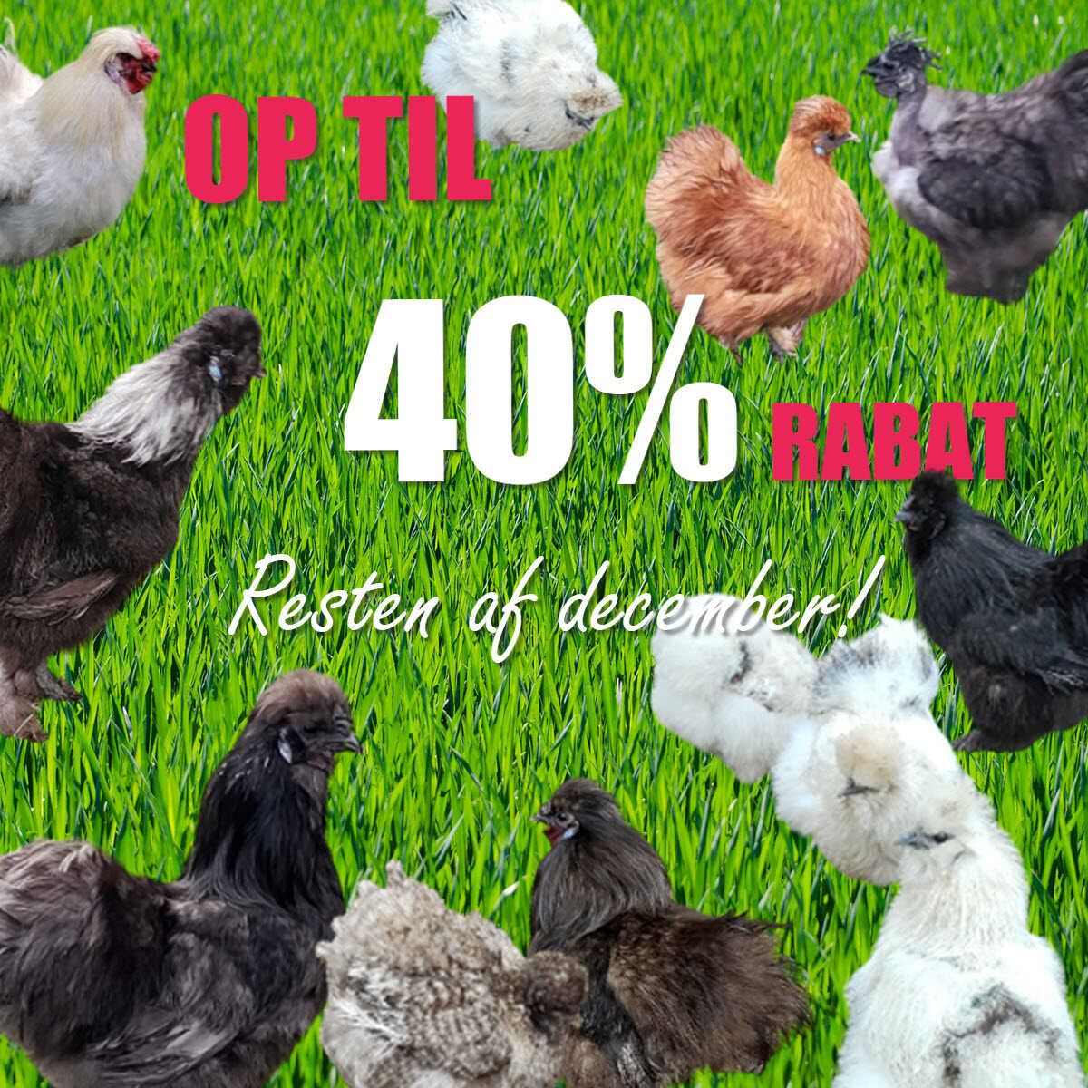 op til 40% rabat på silkehøns i december