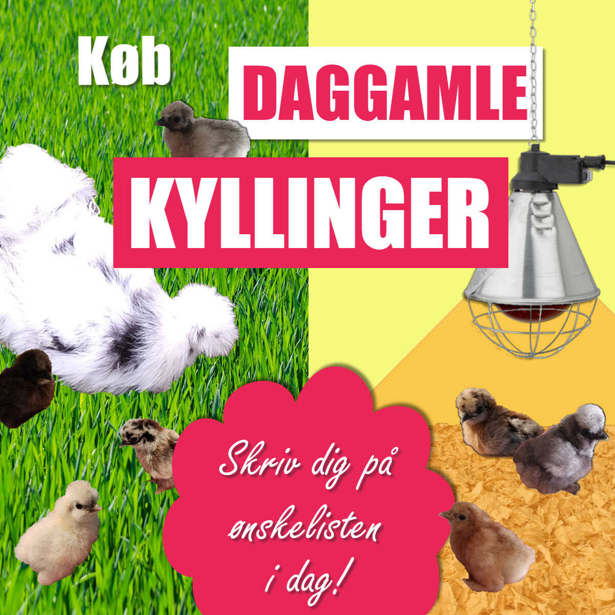 daggamle kyllinger Silkehaven