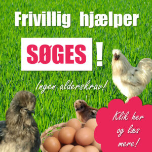 Read more about the article Frivillig hjælper søges i Silkehaven