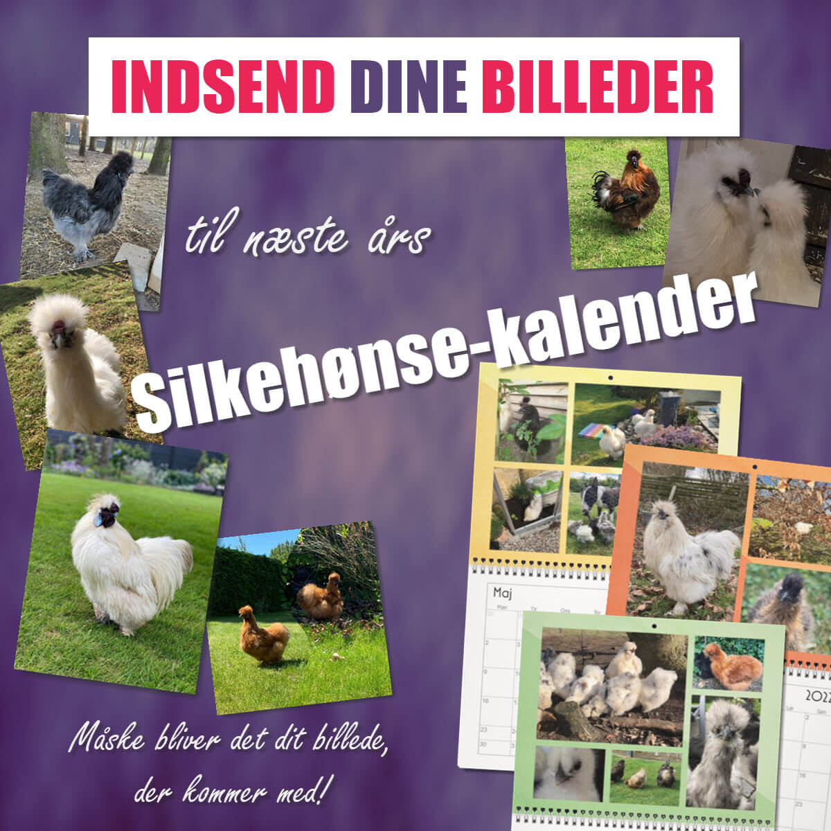 reklameslider - indsend billeder til silkehønse kalender