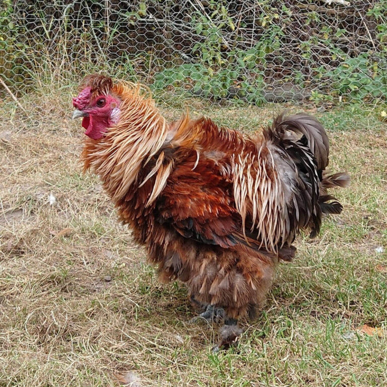 Vildtfarvet glatfjeret krøllet silke-kochin hane (frizzle)