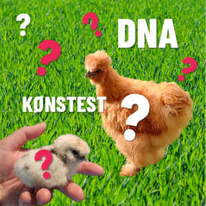 dna-kønstestning af kyllinger - kønstest af høns og andet fjerkræ