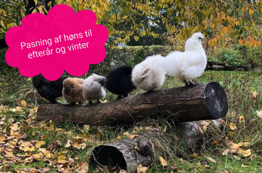 pasning af høns til efterår og vinter - vejledning - hvordan passer man høns til efterår og vinter - silkehaven