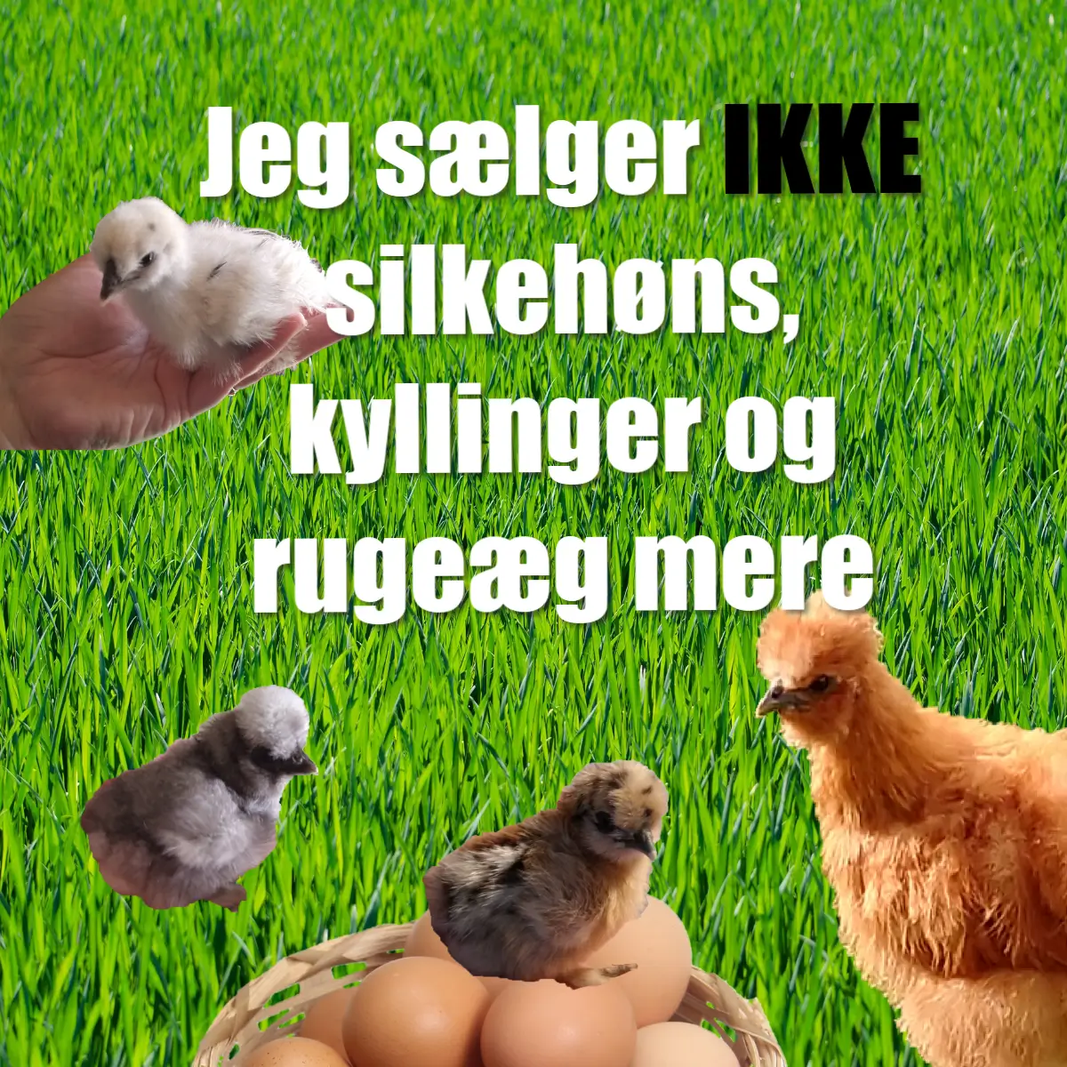 Reklameslider - sælger ikke høns mere - mobil (1)