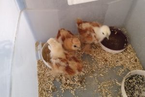 Tre daggamle kyllinger