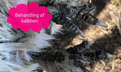 Hvordan behandler man kalkben