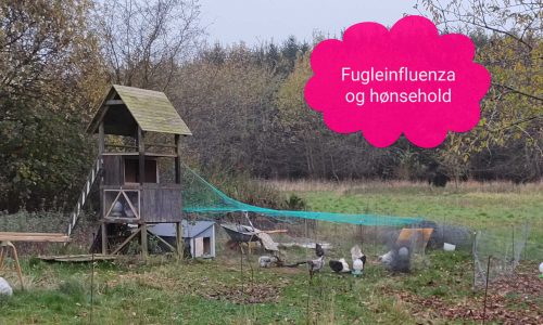 Fugleinfluenza og hønsehold
