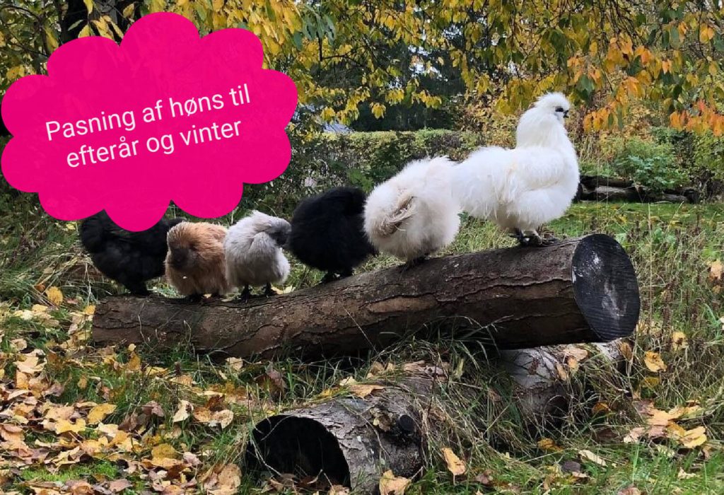 pasning af høns til efterår og vinter - vejledning - hvordan passer man høns til efterår og vinter - silkehaven
